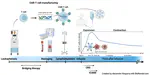 CAR-T cell therapy genomic profiling and clinical association study.