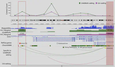 Promoter-enhancer interactions